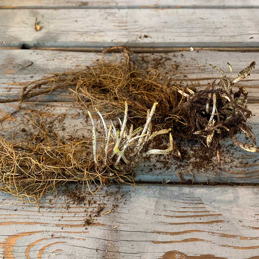 Salvia Roots - Russian Sage Blue Spire