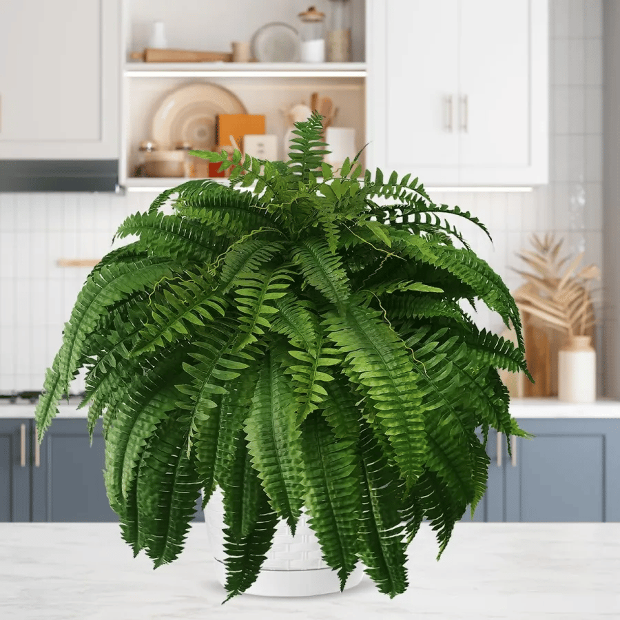 Last Day 80% OFF--UV Resistant Lifelike Artificial Boston Fern🍀