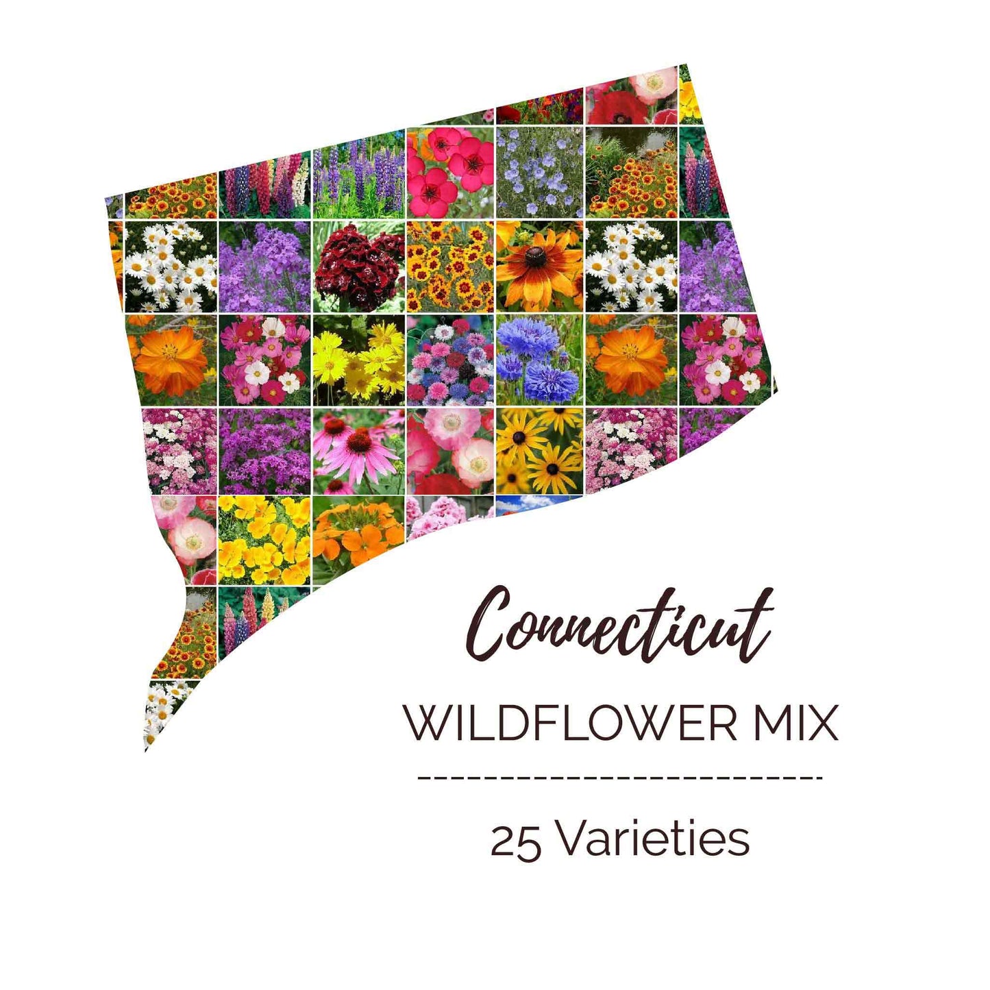Connecticut Wildflower Seed Mix