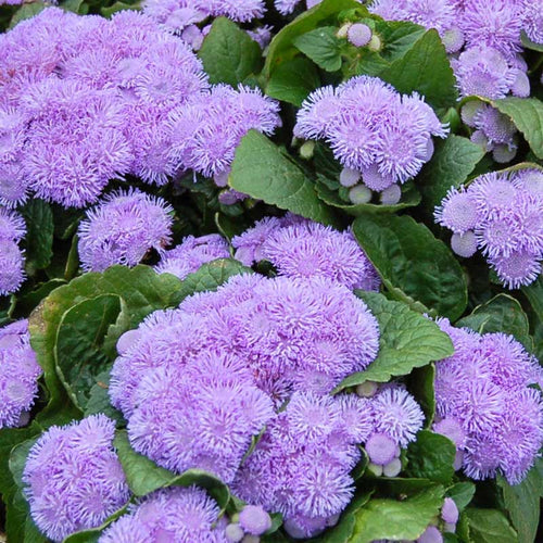 Ageratum Seeds - Aloha Blue