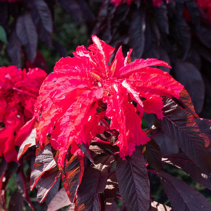 Amaranthus Seeds - Joseph's Coat Early Splendor