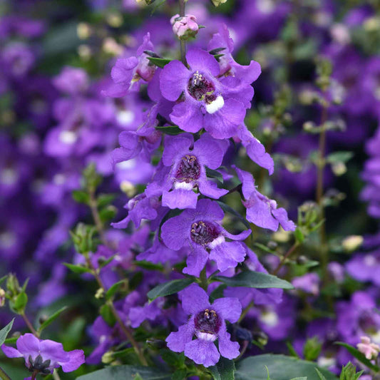 Angelonia Seeds - Serena Blue