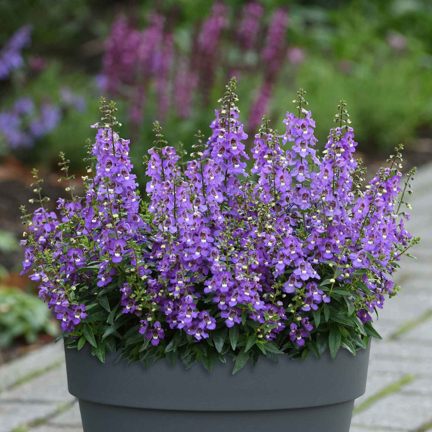 Angelonia Seeds - Serena Blue