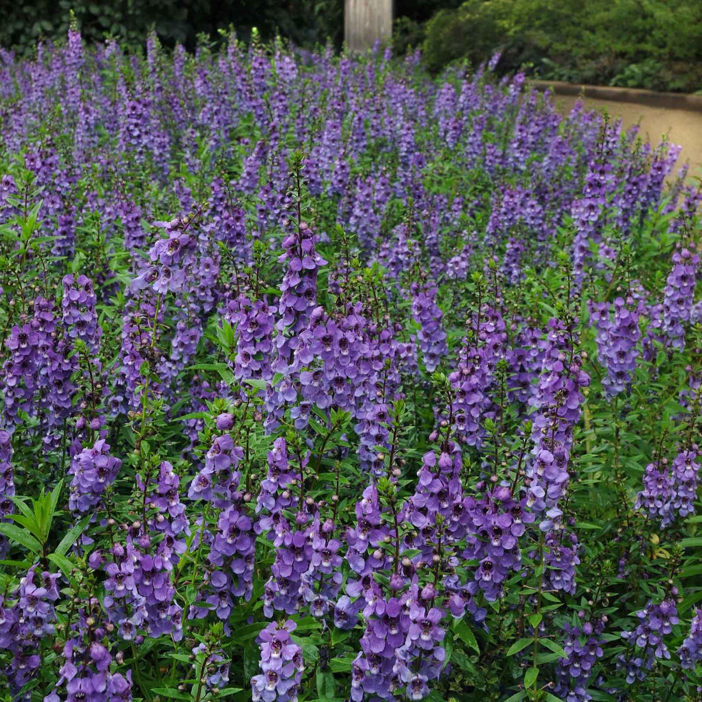 Angelonia Seeds - Serena Blue