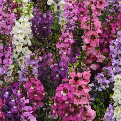 Angelonia Seeds - Serena Mix