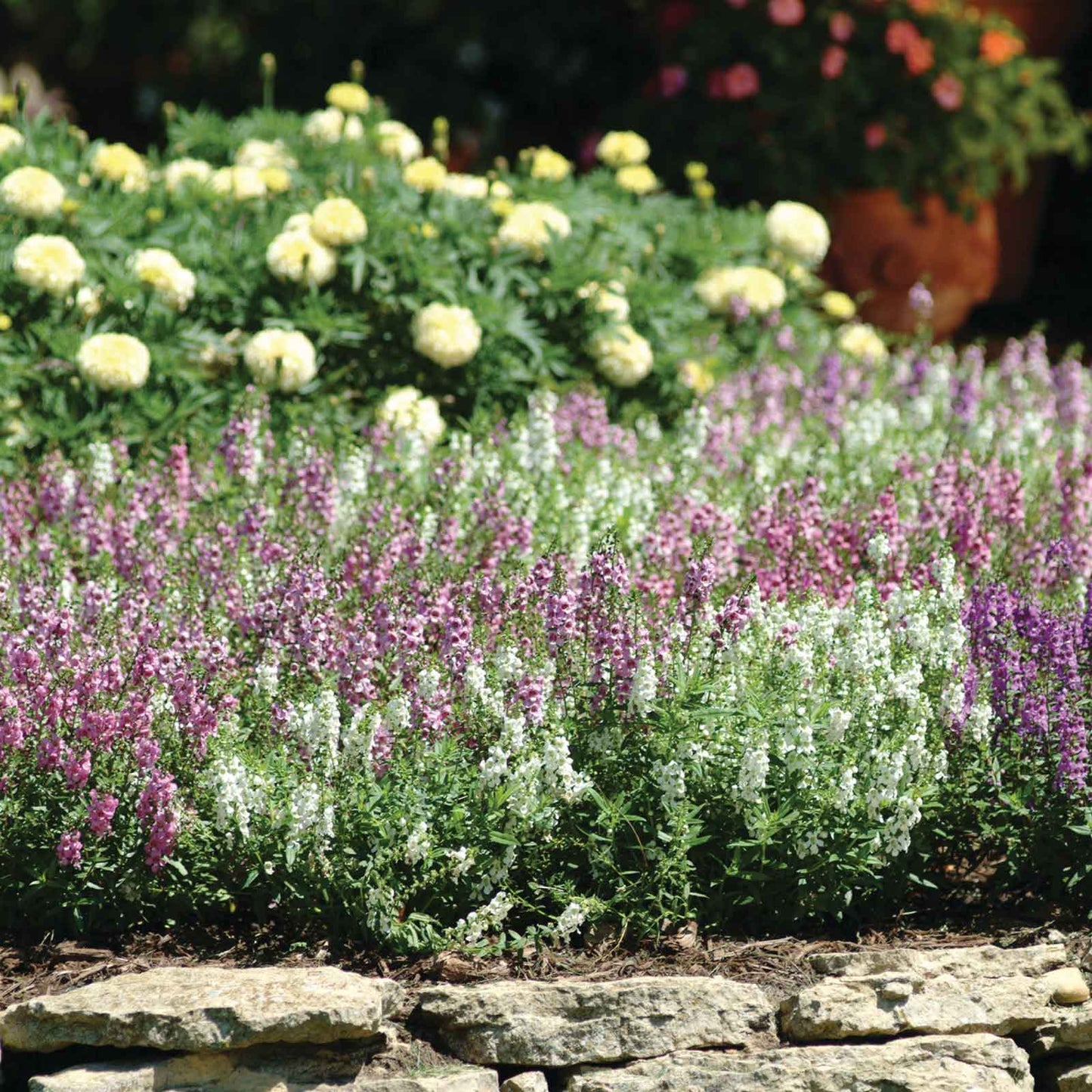 Angelonia Seeds - Serena Mix