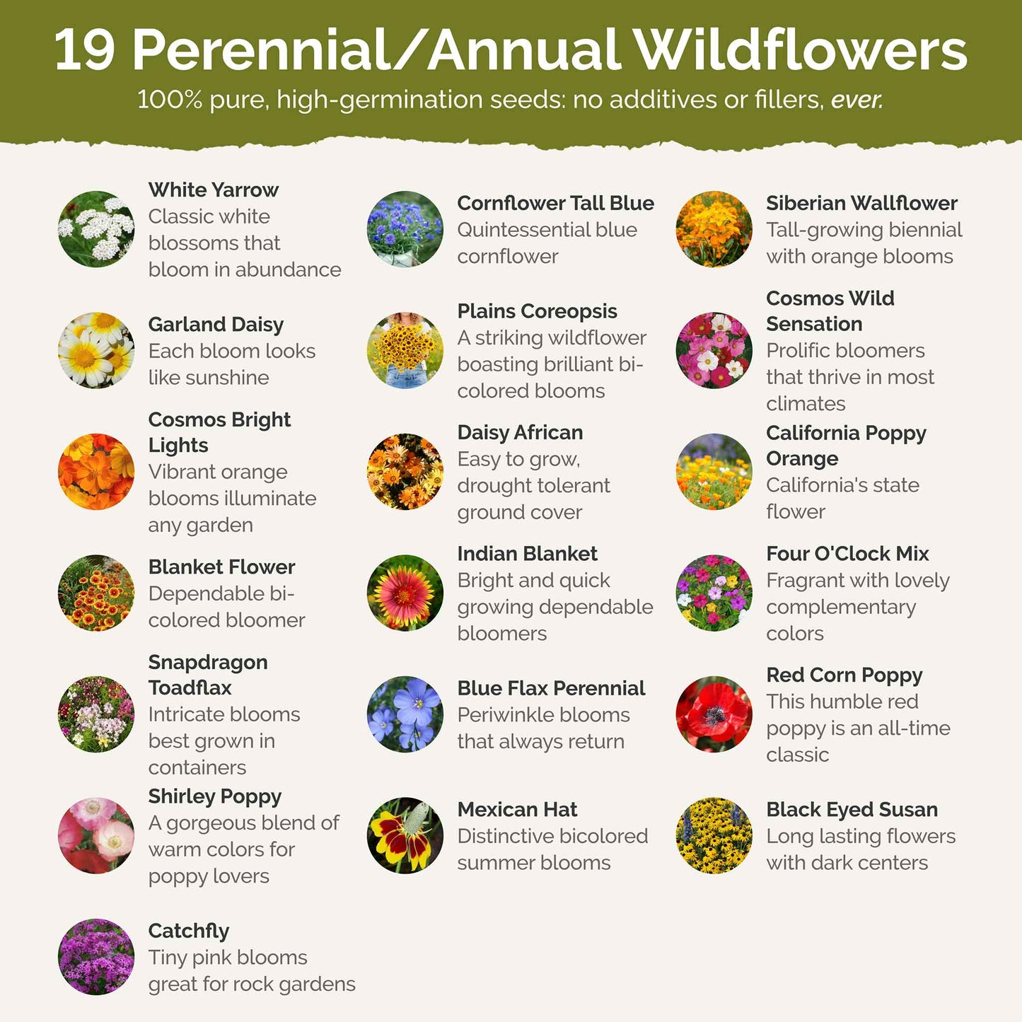 Arizona Wildflower Seed Mix