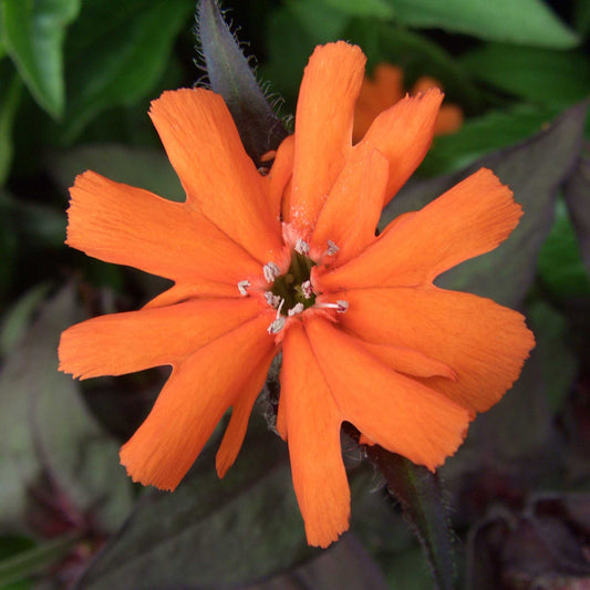Arkwright's Campion Seeds - Vesuvius