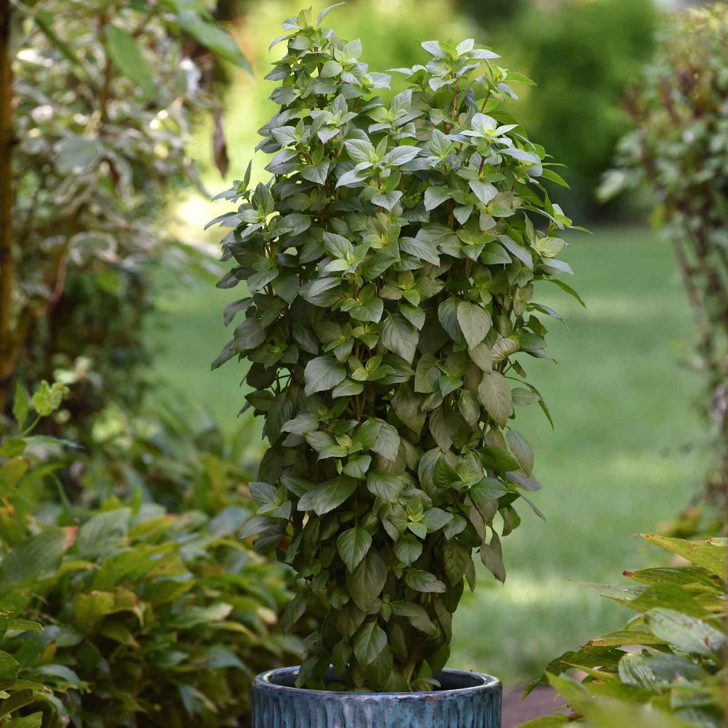 Basil Seeds - Everleaf Thai Tower