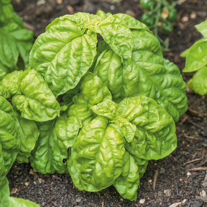 Basil Seeds - Lettuce Leaf