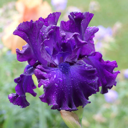 Bearded Iris Bulbs - Berry Fulfilling