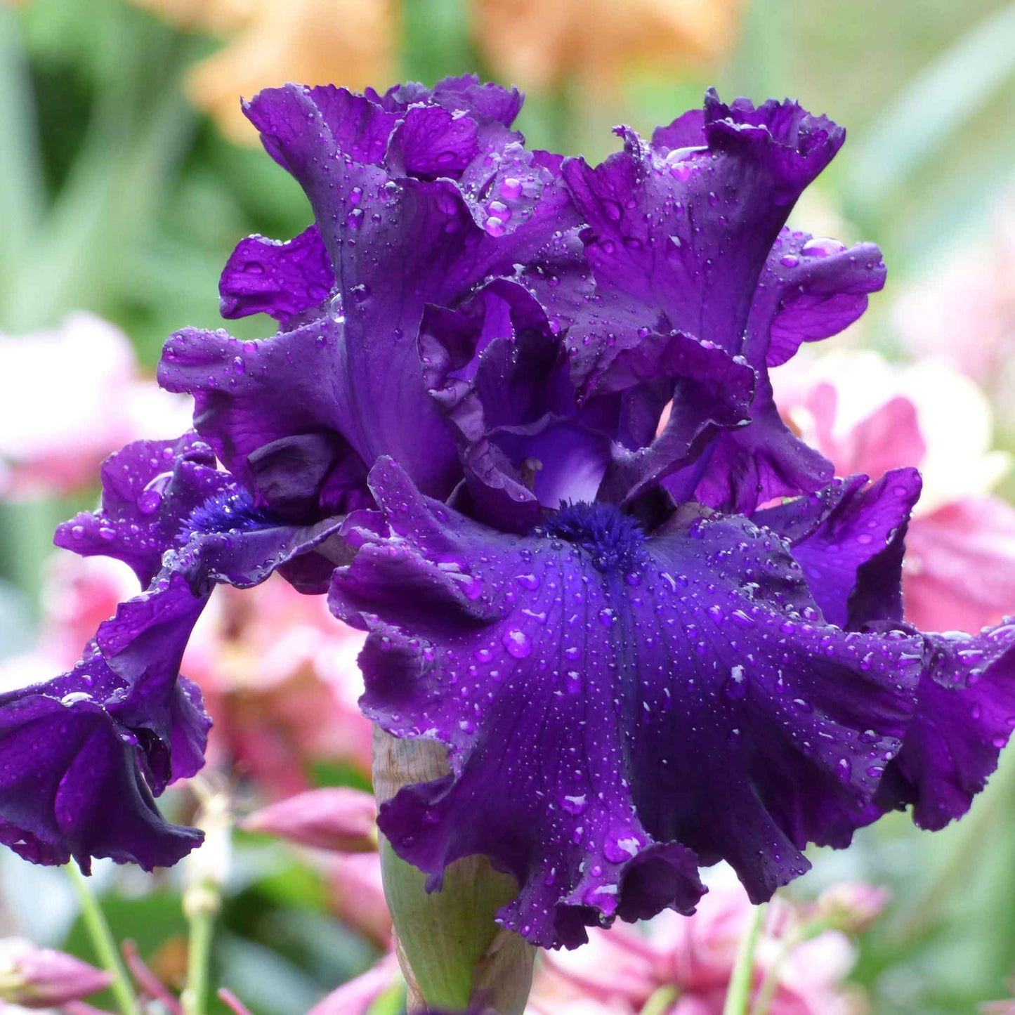 Bearded Iris Bulbs - Berry Fulfilling
