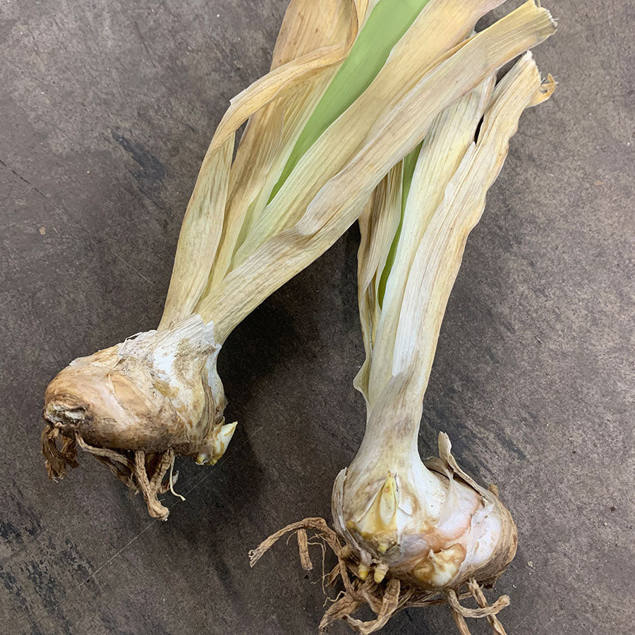 Bearded Iris Bulbs - Montmartre