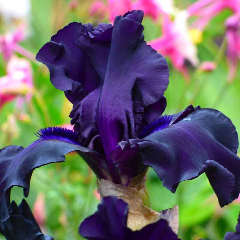 Bearded Iris Bulbs - Ghost Train