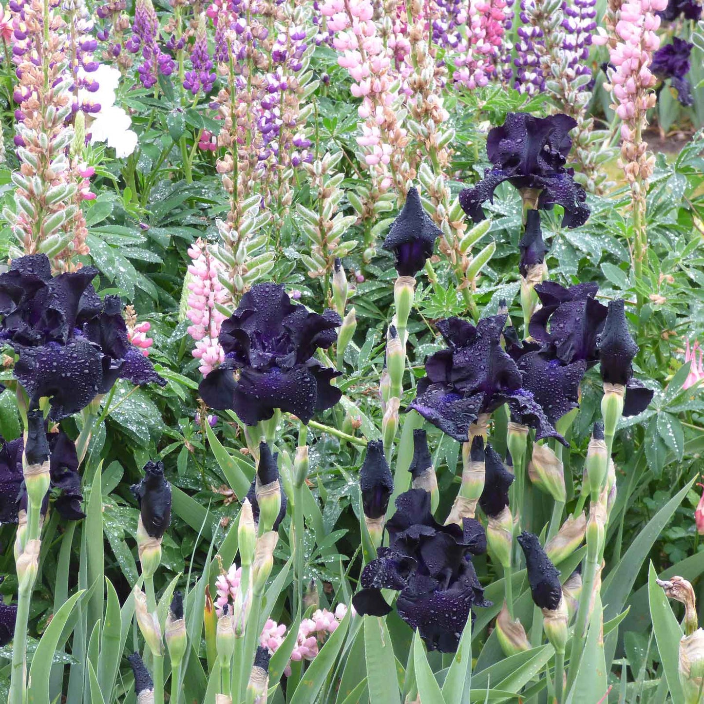 Bearded Iris Bulbs - Ghost Train