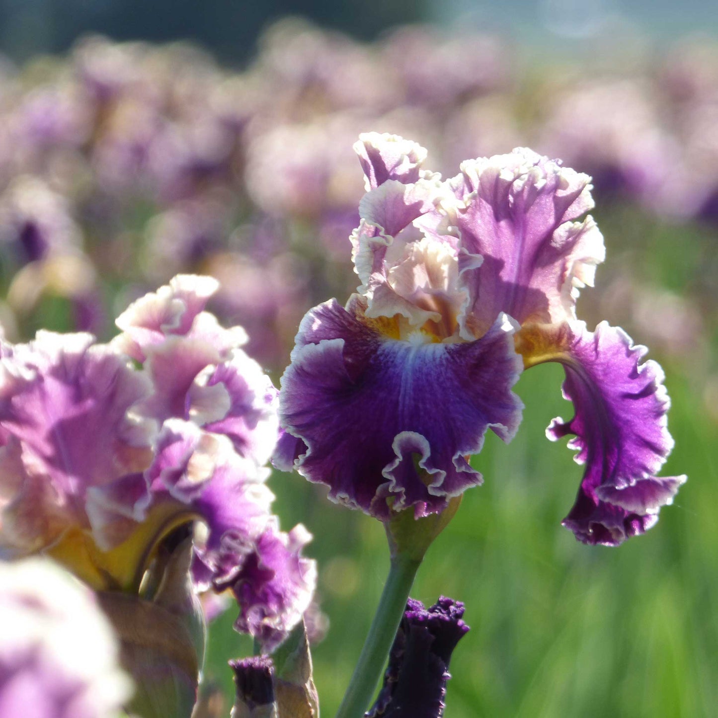 Bearded Iris Bulbs - Montmartre