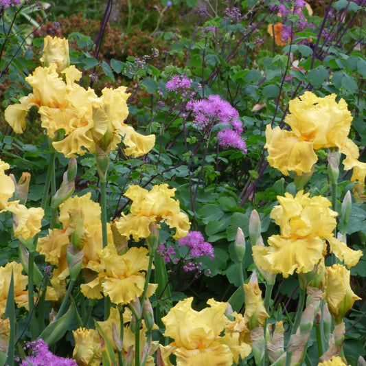 Re-Blooming Bearded Iris - Oregon Firestorm