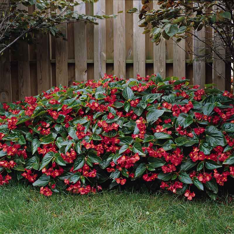 Begonia Seeds - Dragon Wing Red