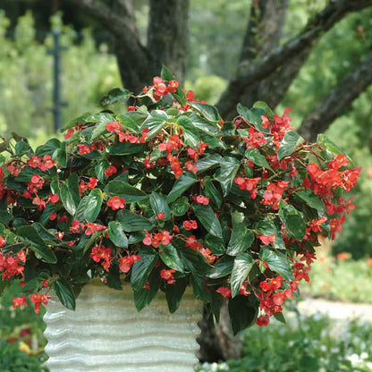 Begonia Seeds - Dragon Wing Red