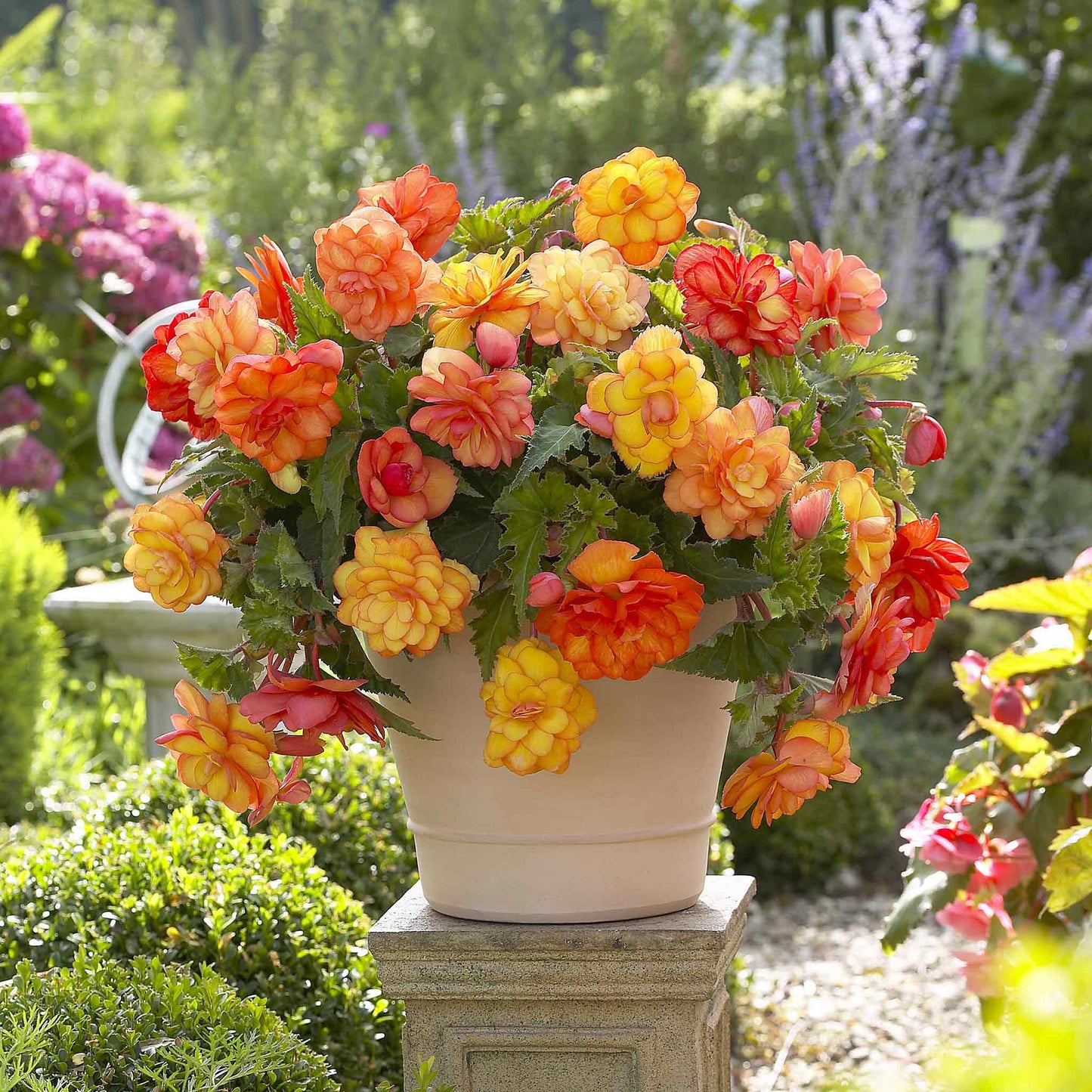 Begonia Tubers - Golden Balcony