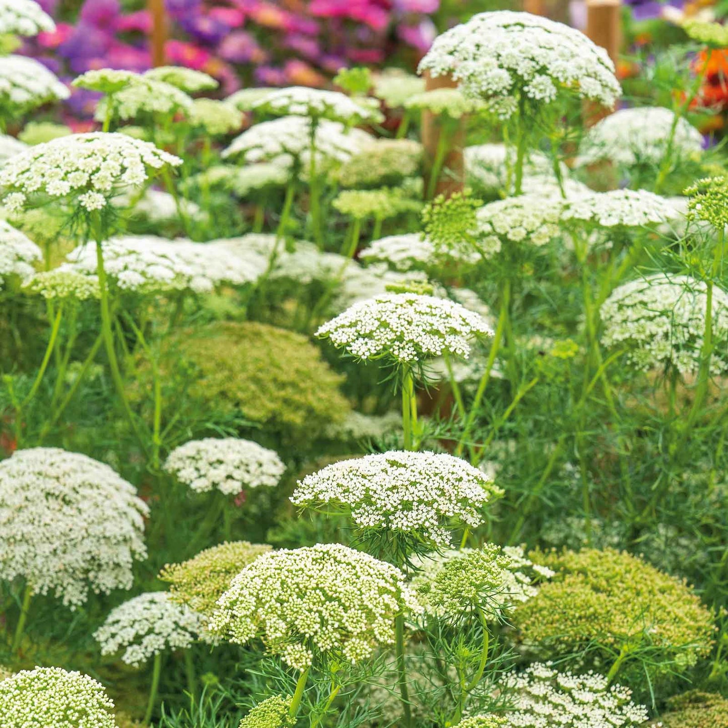 Bishop's Flower Seeds - Green Mist