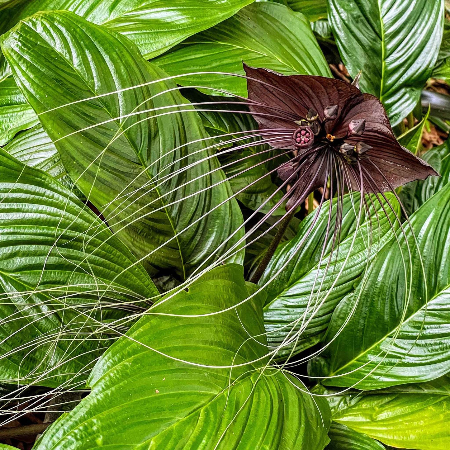 Black Bat Flower Seeds