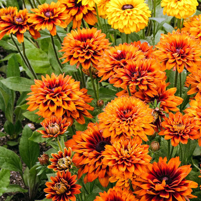 Black Eyed Susan Roots - Cherokee Sunset