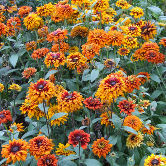 Black Eyed Susan Seeds - Cherokee Sunset