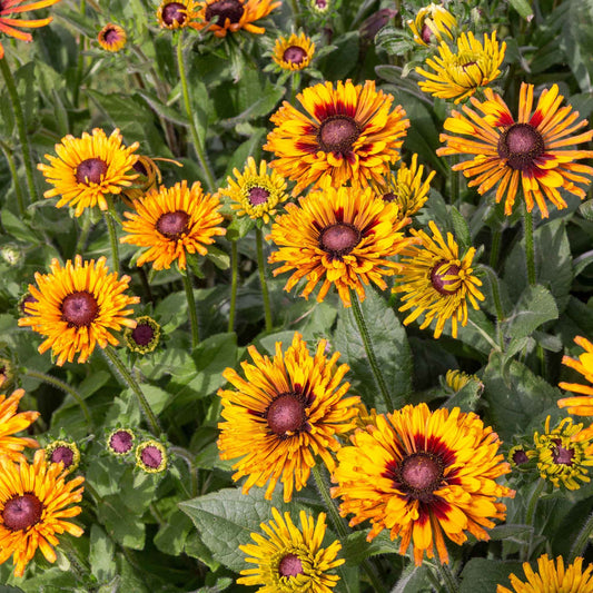 Black Eyed Susan Seeds - Chim Chiminee