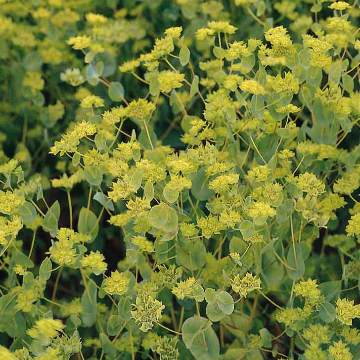 Bupleurum Seeds - Graffiti