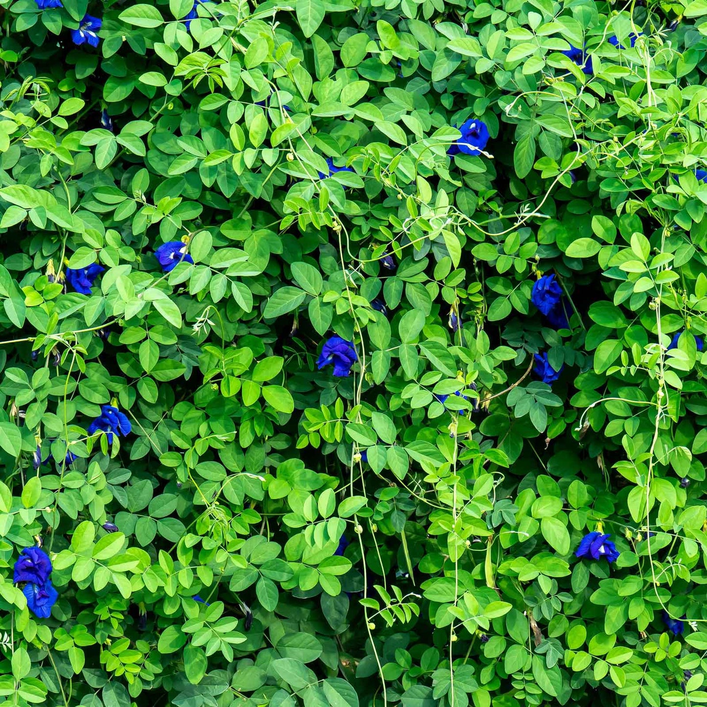 Butterfly Pea Seeds - Blue