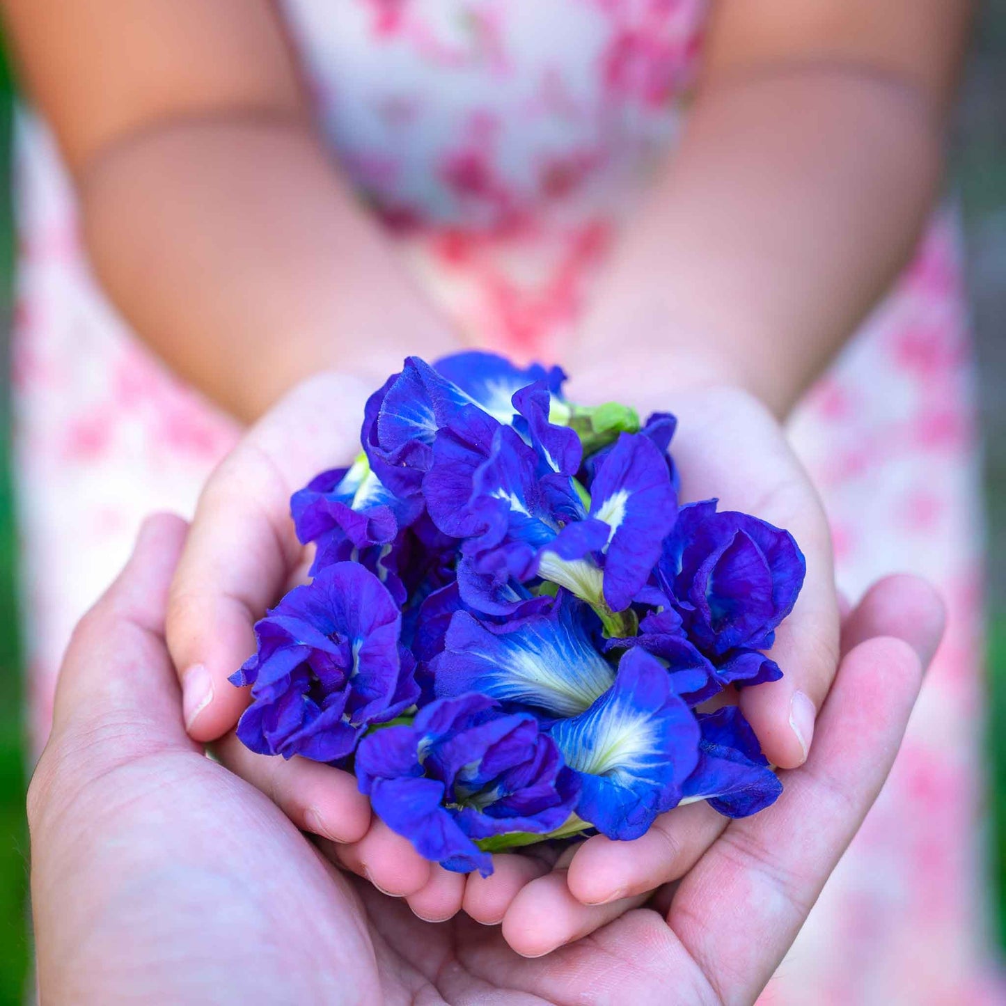 Butterfly Pea Seeds - Blue