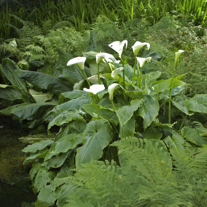 Calla Lily Bulbs - Aethiopica