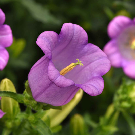 Canterbury Bells Seeds - Campana Lilac