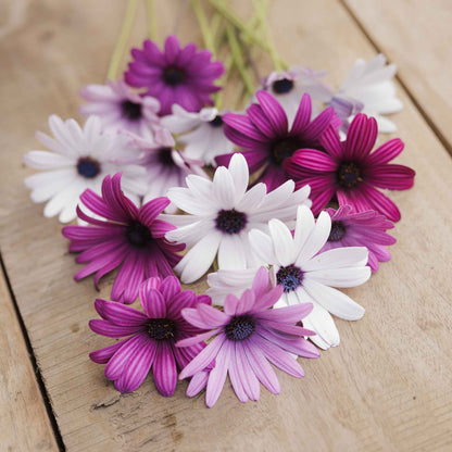 Cape Daisy Seeds - Ballade Mix