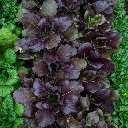 Chinese Cabbage Seeds - Pak Choy Red Inferno