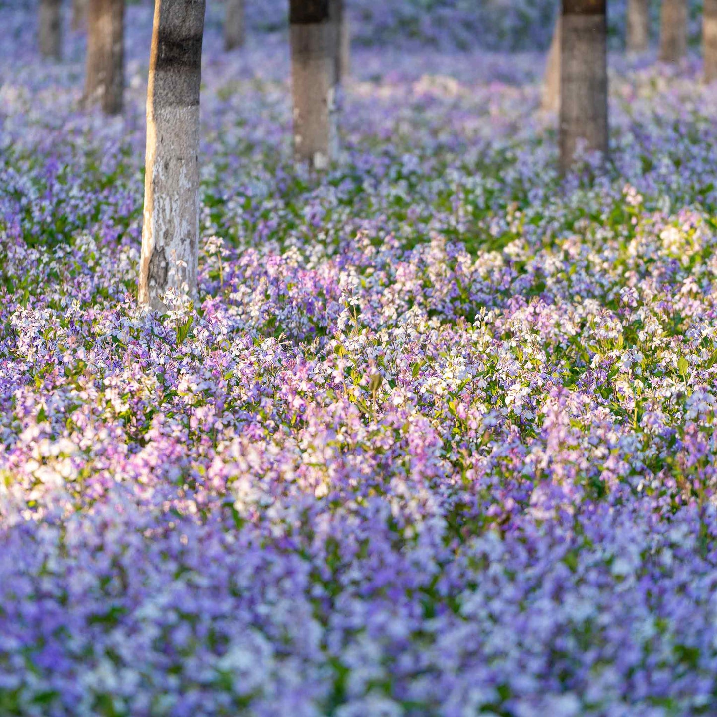 Chinese Violet Cress Seeds
