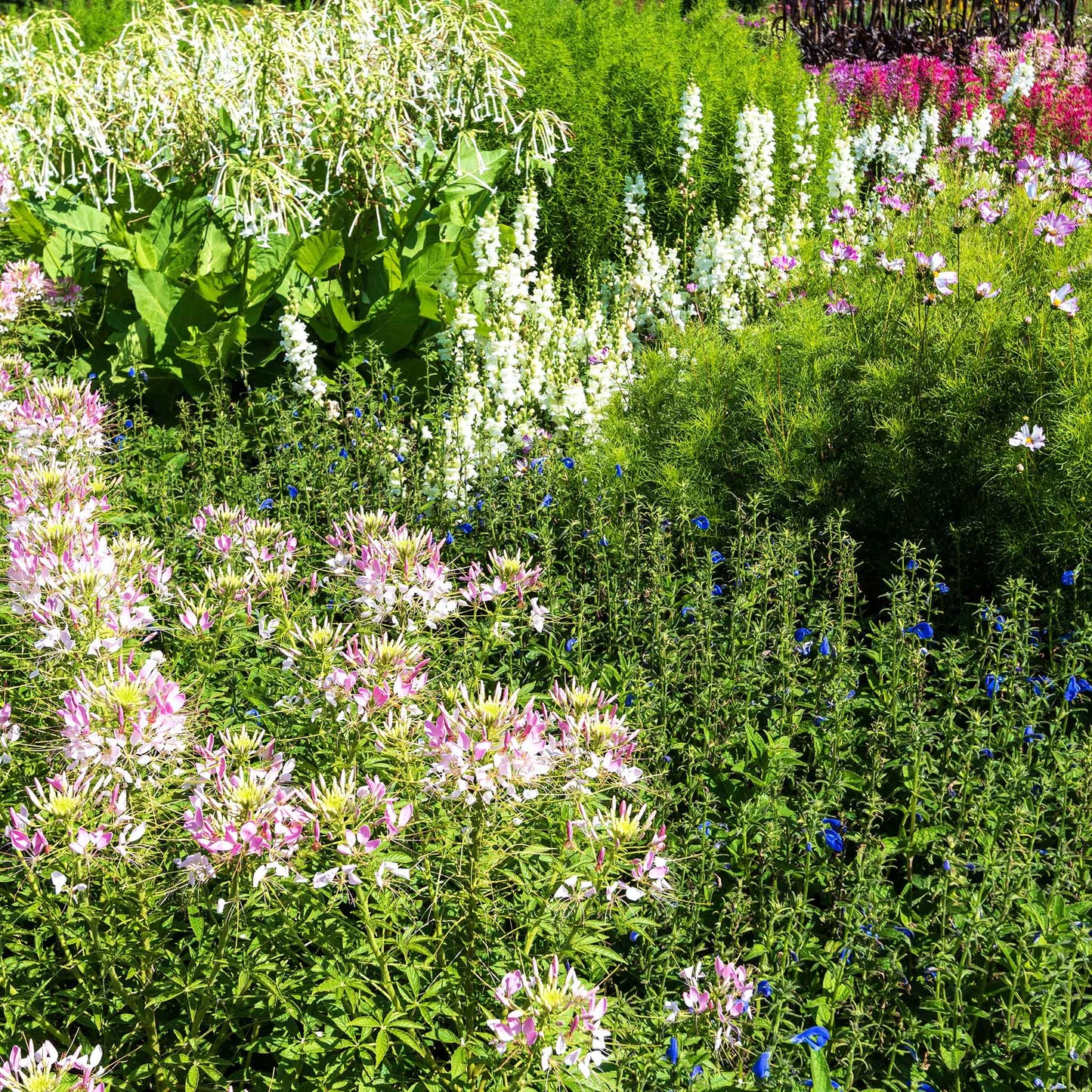 Cleome Seeds - Sparkler Blush