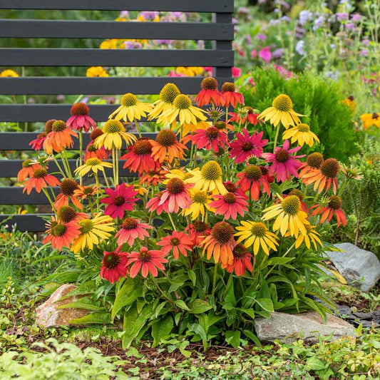 Coneflower Seeds - Artisan Ombre Mix