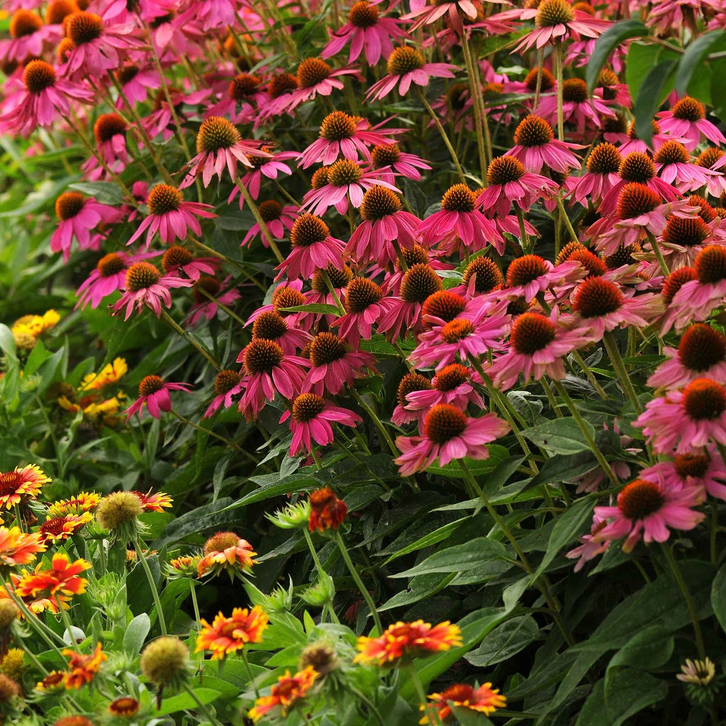Coneflower Seeds - PowWow Wild Berry