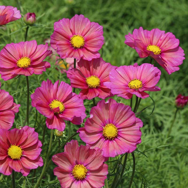 Cosmos Seeds - Xsenia