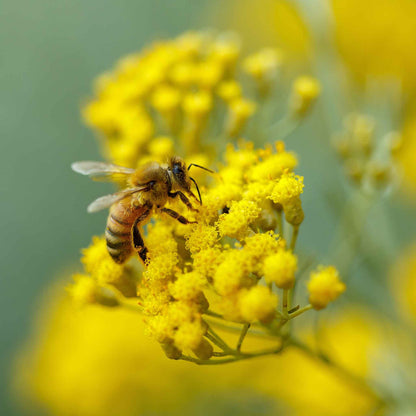 Curry Plant/Immortelle Seeds