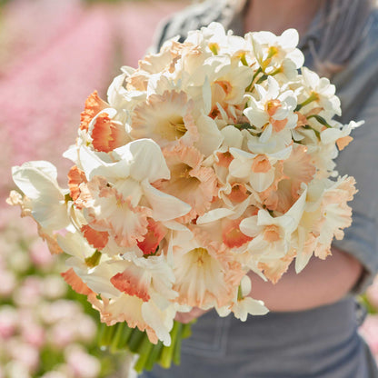 Daffodil Bulbs - Pastel Charm Mix