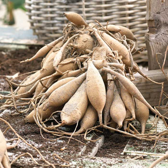 Dahlia Bulbs (Decorative) - Aphrodite