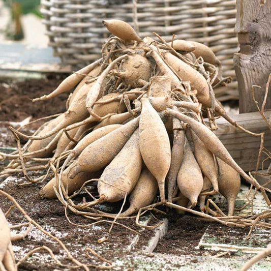 Dahlia Bulbs (Decorative) - Apricona