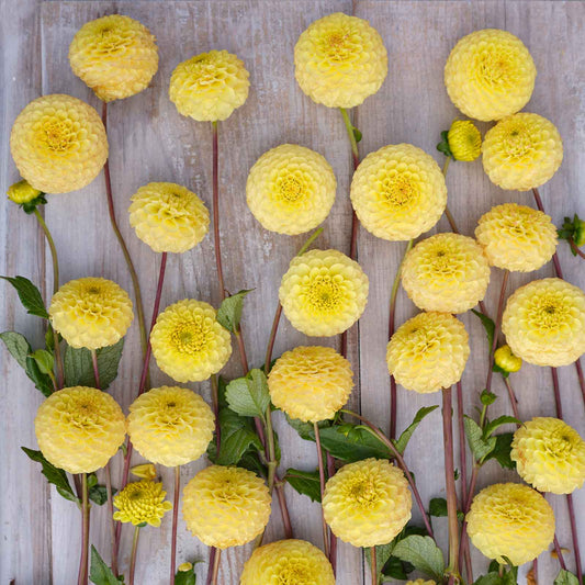 Dahlia Bulbs (Pompon) - Buttercup