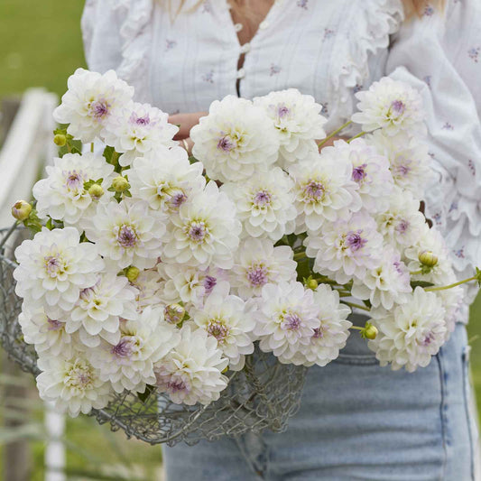 Dahlia Bulbs (Ball) - Eveline