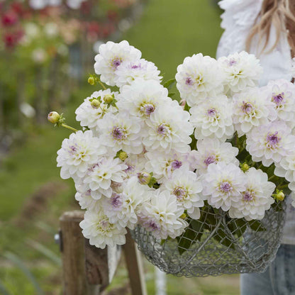 Dahlia Bulbs (Ball) - Eveline