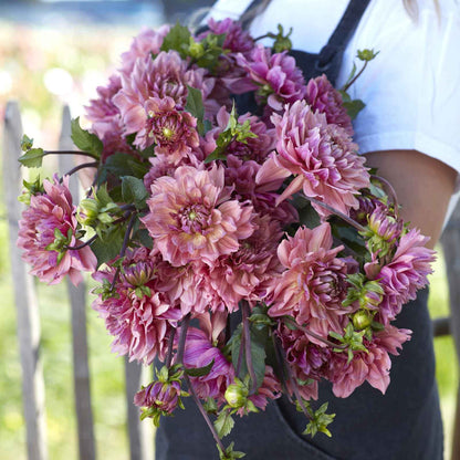 Dahlia Bulbs (Decorative) - La Belle Epoque
