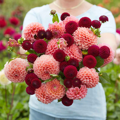 Dahlia Bulbs - Opposites Attract Duo